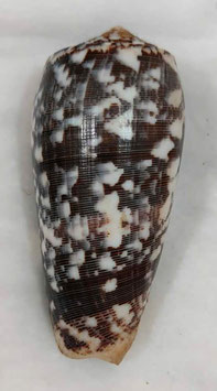 Conus striatus  86.4mm F+++