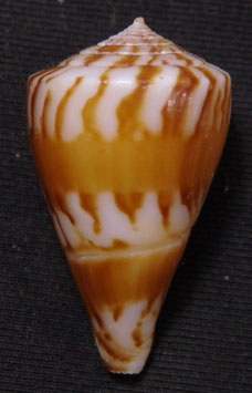 conus) capitanellus  27.8mm F++/F+++