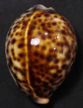 Cypraea tigris  54.4mm F+++