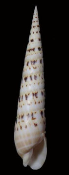 Terebra maculata  138.7 mm F+++