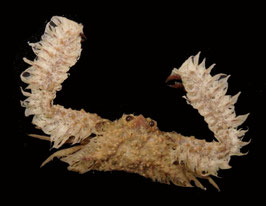 Parthenope  hoplonotus  36.8mm sea crabs taxidermy