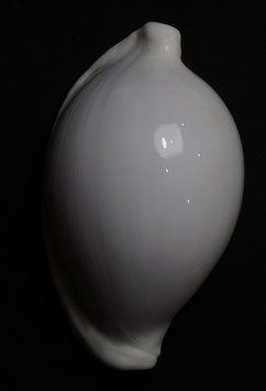 Ovula ovum  85.3mm F+++