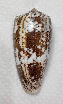 Conus assimilis  67.1mm F+++