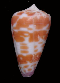 Conus tessulatus  39mm F+++