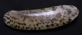 Ensiculus cultellus  60.6mm F+++