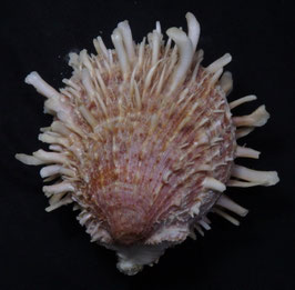 Spondylus barbatus  81mm F+++