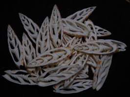Cut shell Mitra mitra 60mm - 70mm set of 22pcs