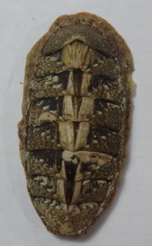 Rhyssoplax densilirata  55.9mm dried