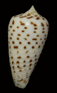 Conus blanfordianus 31mm F++/F+++