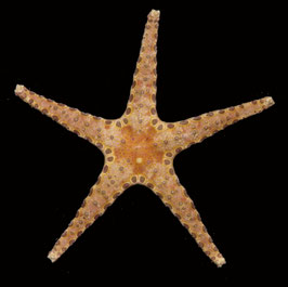 starfish species  86.5mm  sun dried