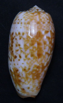 Conus bullatus 54.7mm F+++