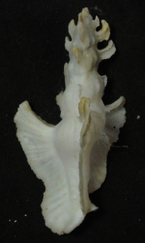 Pterynotus elongatus  63.8mm F++
