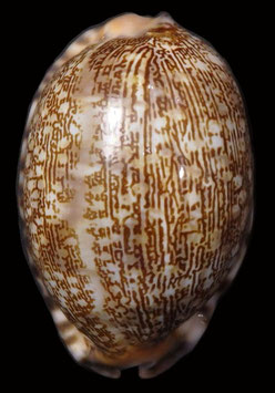 Cypraea arabica 58.7mm F+++