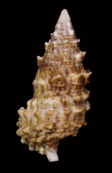 Cerithium echinatum  44.6mm F+++