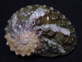 Haliotis ovina volcanius  49.6mm F+++