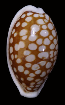 Cypraea cribraria 37mm F+++