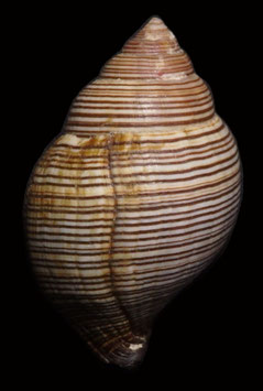 Latirolagena  smaragdulus  48.6mm F++