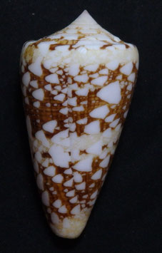 Conus ammiralis  62.9mm F+++