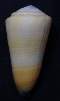Conus emaciatus  57.1mm F+++