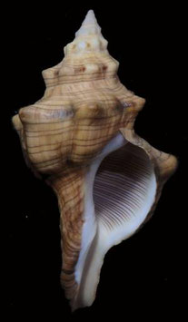 Pleuroploca trapezium  123.3mm F+++