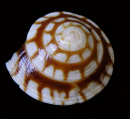 Philippia oxytropis  18.2mm F+++