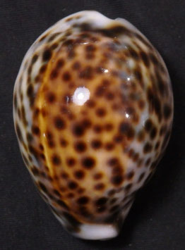 Cypraea tigris 55.4mm F+++