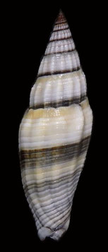 Vexillum vulpecula  50.4mm F++/F+++