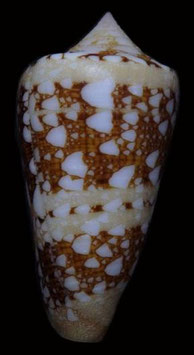 Conus ammiralis  archithalassus  53mm F+++