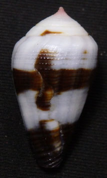 Conus coffeae  26.7mm F++