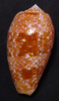 Conus bullatus 50.1mm F+++