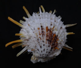 Spondylus echinatus  65.9mm F++