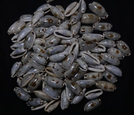 Cypraea cylindrica  21mm - 30mm F+++ set 93pcs shells