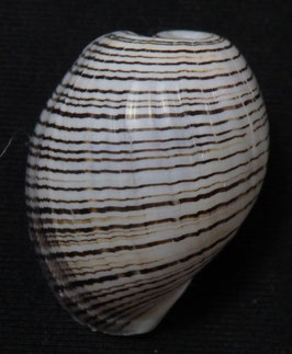 Hydatina physis  26.8mm F+++