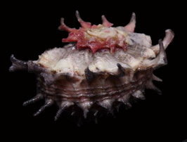 Angaria aculeata  27.2mm F++/F+++