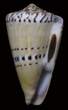 Conus mustelinus 67.5mm F+++