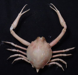 Myra grandis  44.5mm preserved crabs