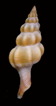 Latirus pearsoni  43.3mm F+++