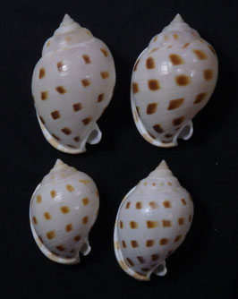Semicassis bisulcata booleyi 40mm - 54mm F+++ set 4pcs