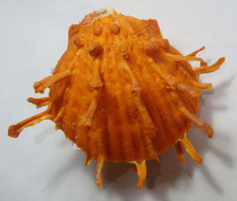 Spondylus  foliaceus   f. croceus  79.8mm F++/F+++