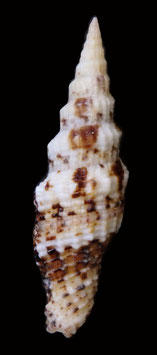 Vexillum (Costellaria) mirabile  46.3mm F+++