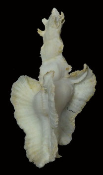 edspalshells Pterynotus elongatus  80.3mm F++/F+++