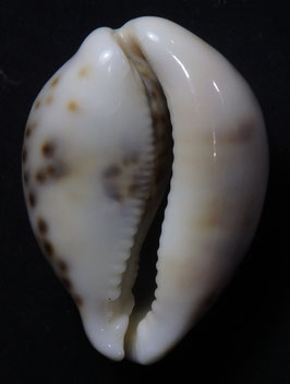 Cypraea tigris ridleyi  66.8mm F+++