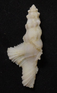 Pterynotus bipinnatus  43.4mm F+++