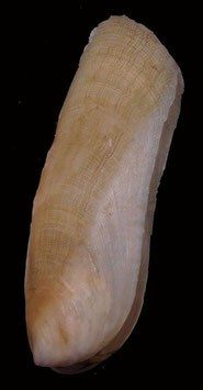 Vulsella Vulsella 100.7mm F+++