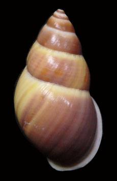Amphidromus basilanensis  44.4mm F+++