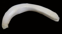 Tridacna squamosa  blister pearl  67mm x 9mm