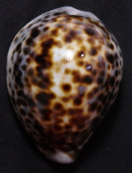 Cypraea tigris  51.8mm F+++