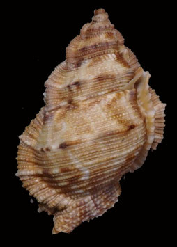 Bufonaria margaritula 53.7mm F+++