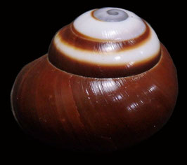 Calocochlea roissyana   30.5mm F+++