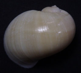 Naticarius orientalis  34.4mm F++/F+++